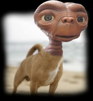 ChihuaWhat.jpg ChihuaWhat.jpg