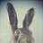 BuzzedBunny