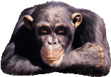 Thumbupmonkey.gif