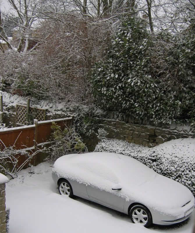 3095Snowycat.jpg