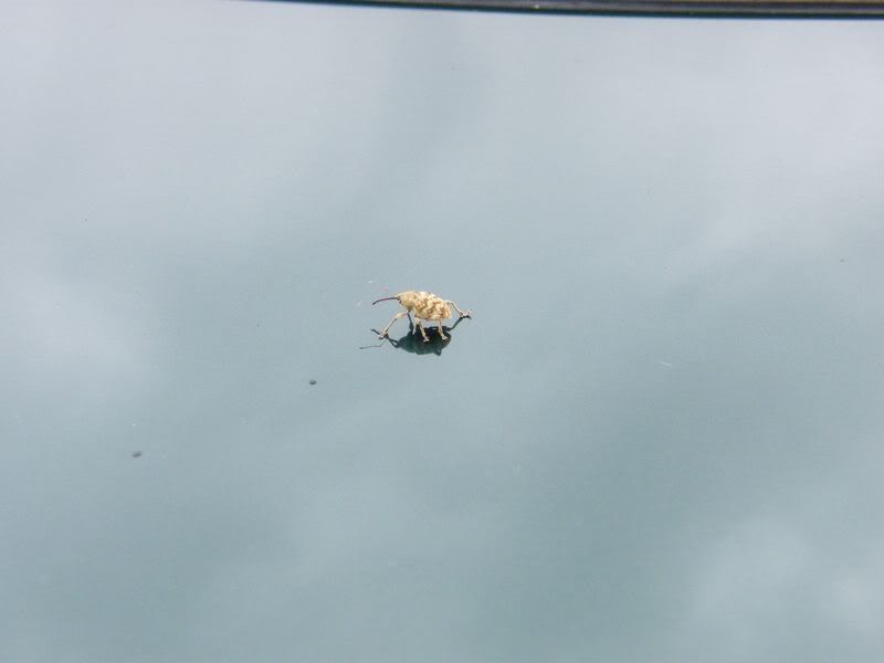 DSCF0417800x600.jpg