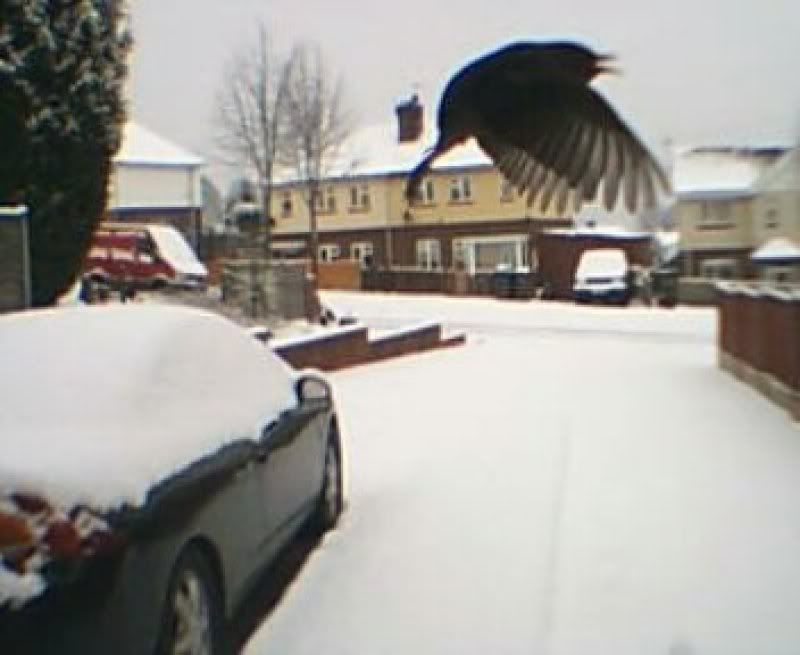 bird.jpg