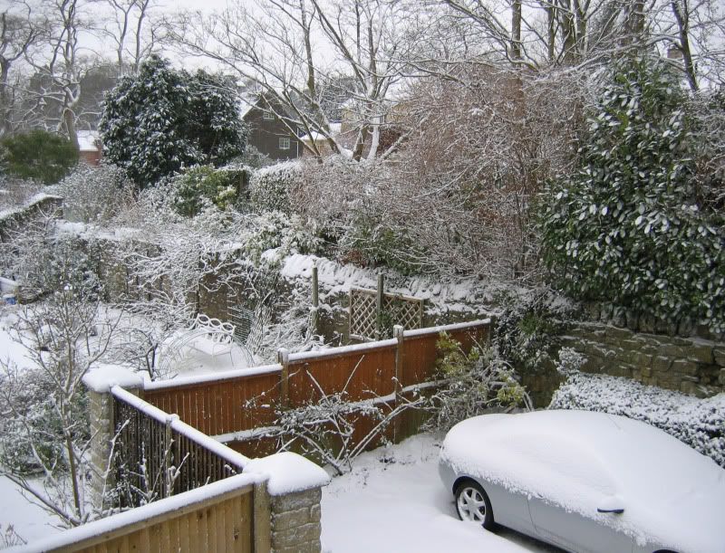 3096Catinwinterwonderland.jpg