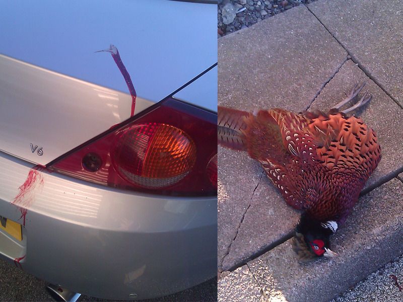 cougar-vs-pheasant_zpsya5ri6yz.jpg