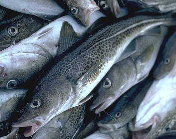cod_fish.jpg