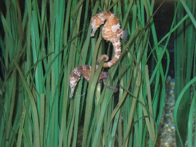 2921Closeupof2seahorses.jpg