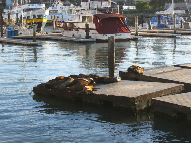 3025SealssunningatPier39.jpg