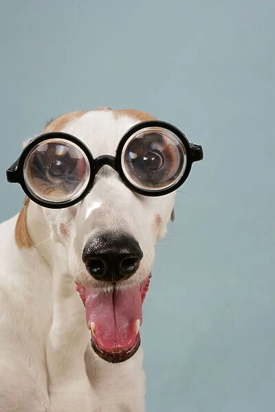dog-greyhound-wearing-joke-magnified-glasses_645386.jpg